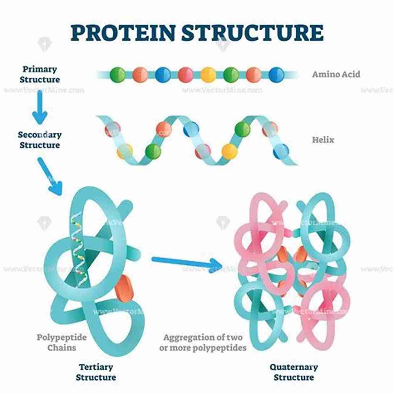 Representation Of Protein Structure The Physical Basis Of Biochemistry: Solutions Manual To The Second Edition