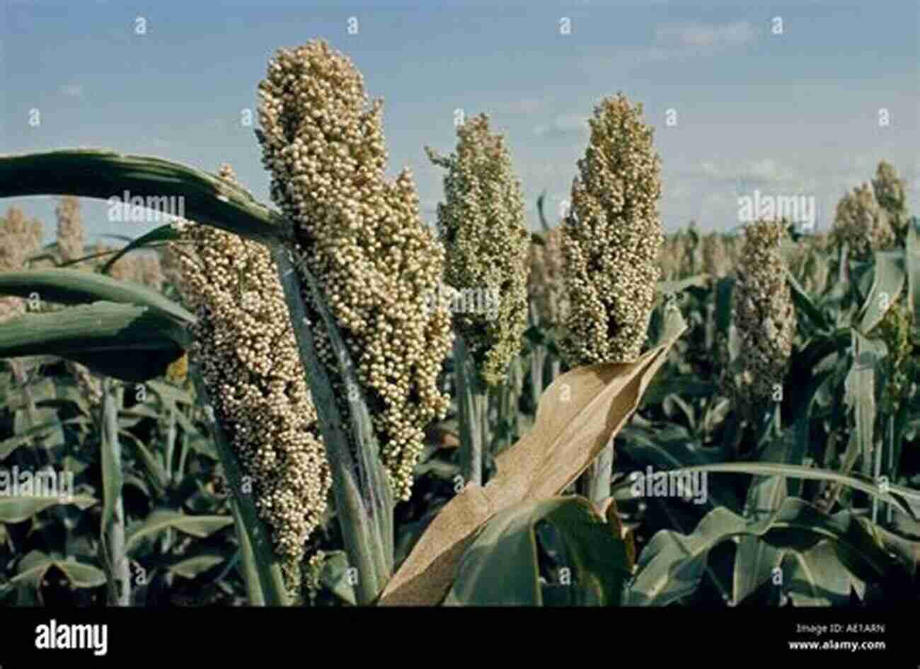 Resilient Sorghum Field Growing Grain Crops In Dry Areas With Information On Varieties Of Grain Crop Suitable For Dry Land Farming