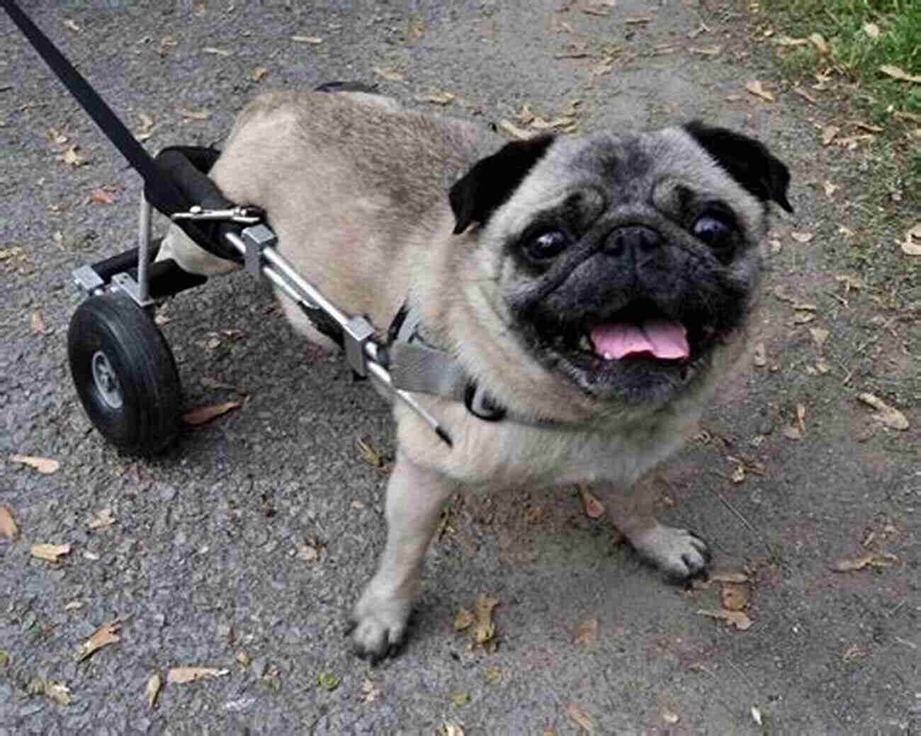 Rocky The Pug With Wheelchair Lost Souls: Found Inspiring Stories About Pugs