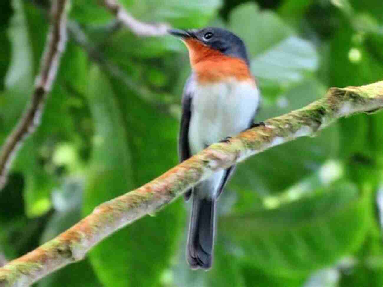 Samoa Flycatcher Photo By Jane Smith AVITOPIA Birds Of Samoa