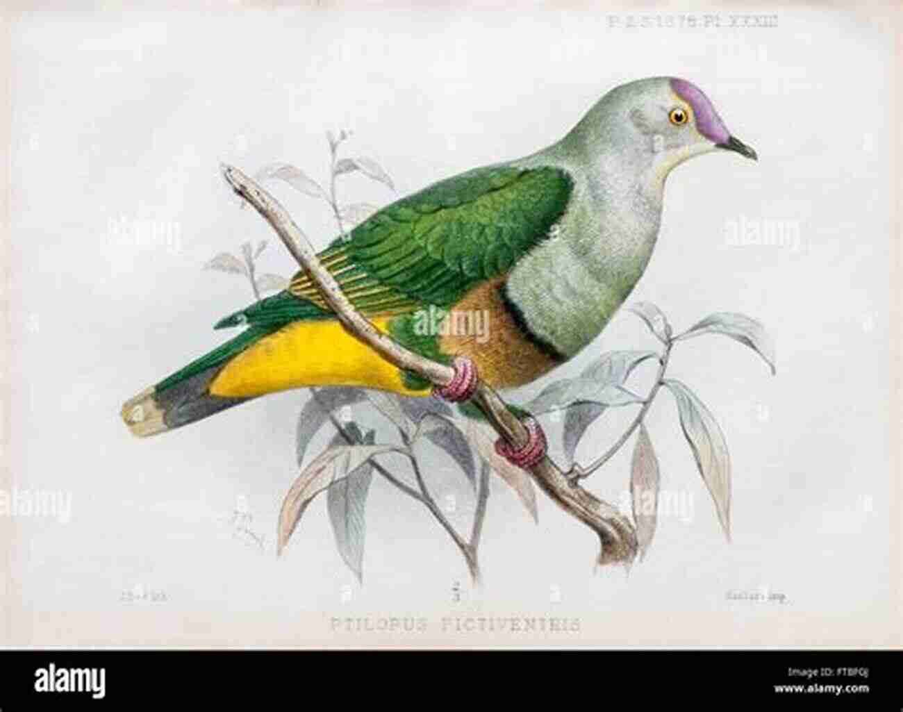 Samoan Fruit Dove Photo By John Doe AVITOPIA Birds Of Samoa