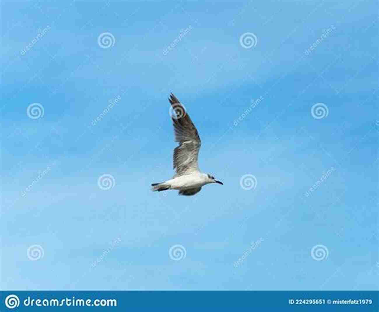 Seabirds Soaring Above The Roaring Waves Along The Atlantic Coast AVITOPIA Birds Of Argentina