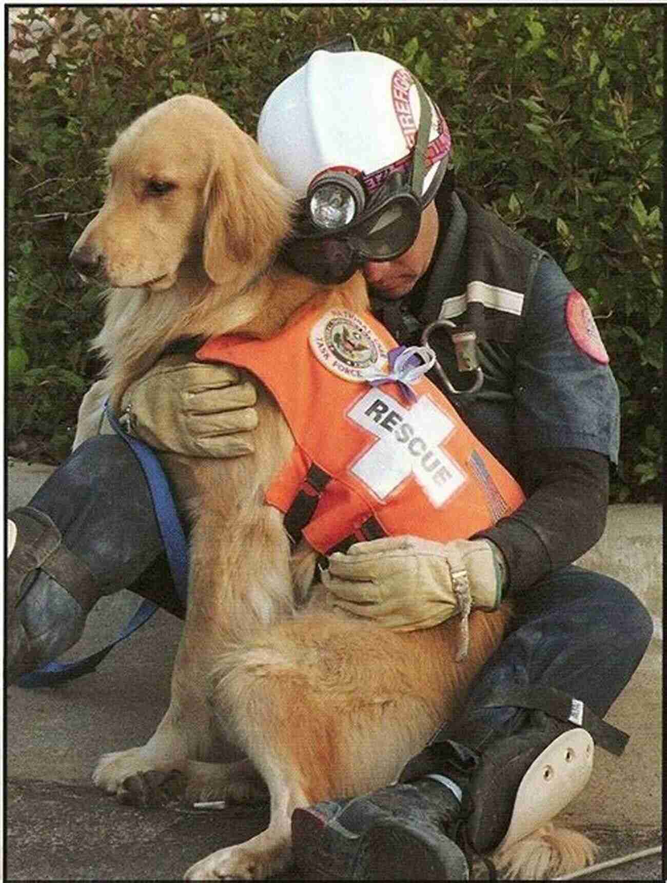 Search And Rescue Dog Finding A Survivor Loyal: 38 Inspiring Tales Of Bravery Heroism And The Devotion Of Dogs