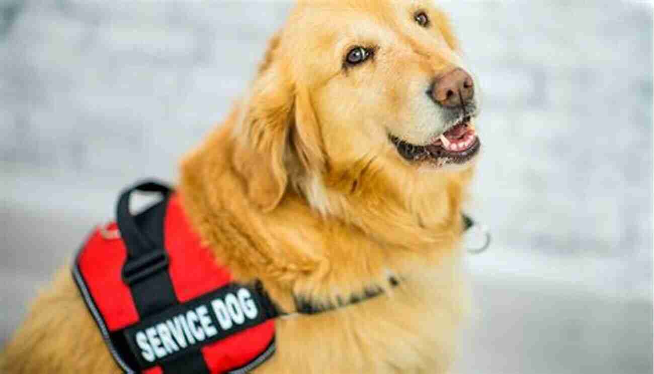 Service Dog Quality Training For Pet Dogs Training Your Own Full Potential Awesome Dog: Service Dog Quality Training For Pet Dogs