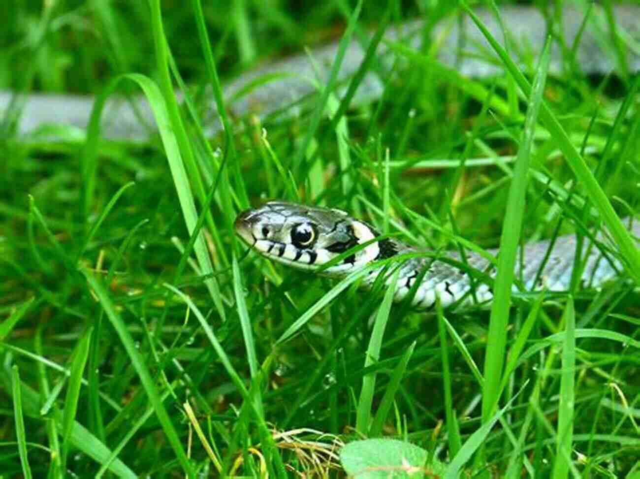 Snake In The Grass Alan Ayckbourn Plays 5: Snake In The Grass If I Were You Life And Beth My Wonderful Day Life Of Riley