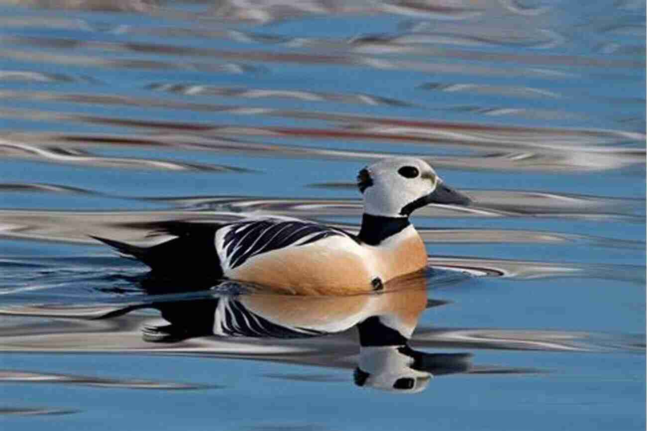 Steller's Eider Male Displaying Its Stunning Plumage AVITOPIA Birds Of Estonia