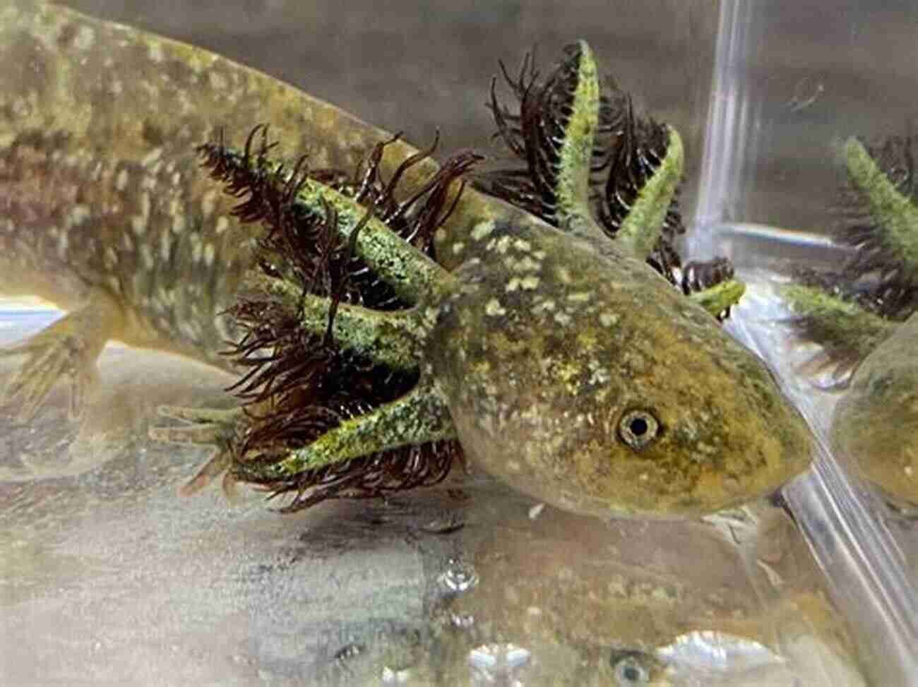 The Axolotl, An Enigmatic Creature: Cute Or Repulsive? The Ugliest Animal In The World