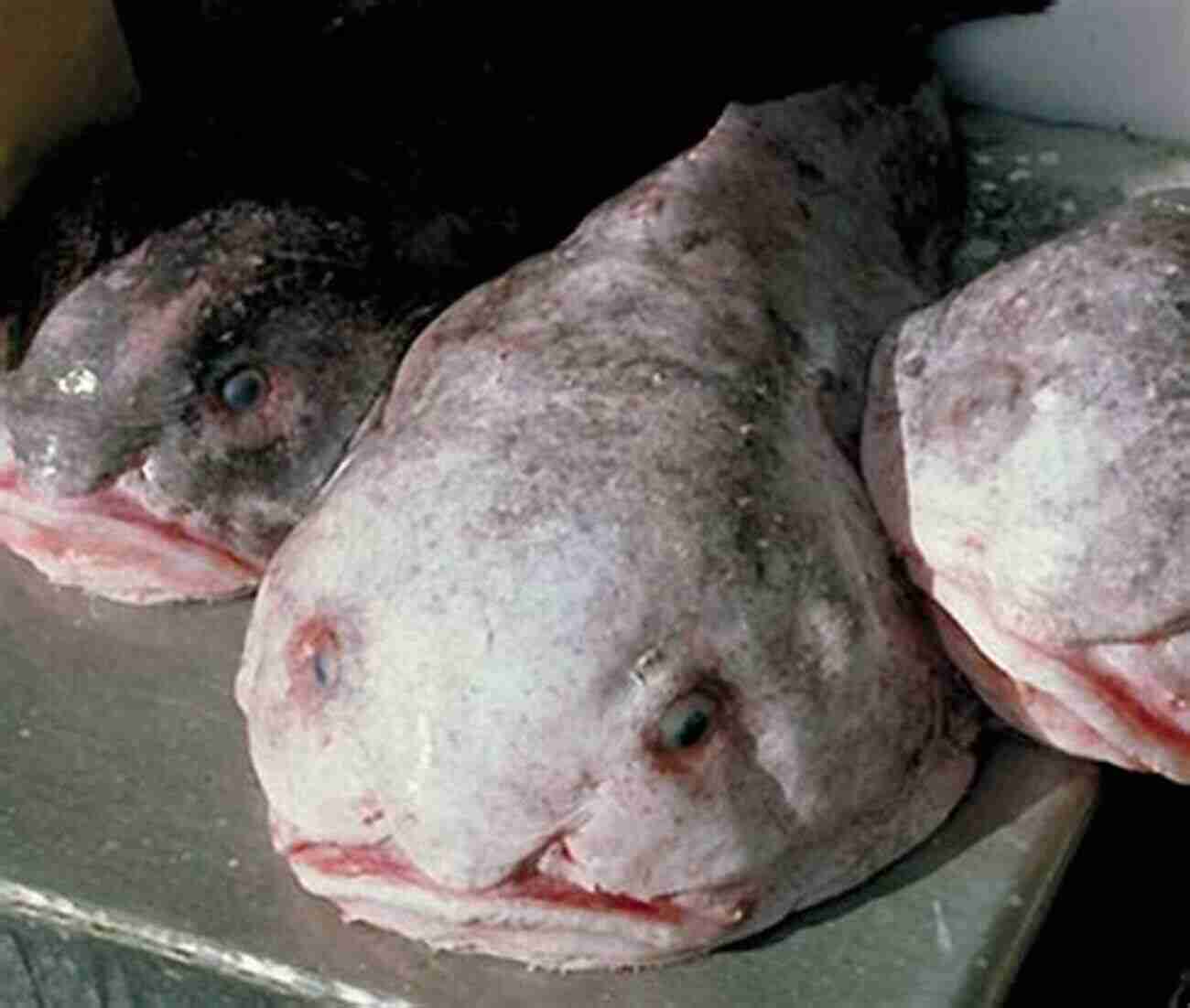 The Blobfish, World's Ugliest Animal: Elusive And Disturbing The Ugliest Animal In The World