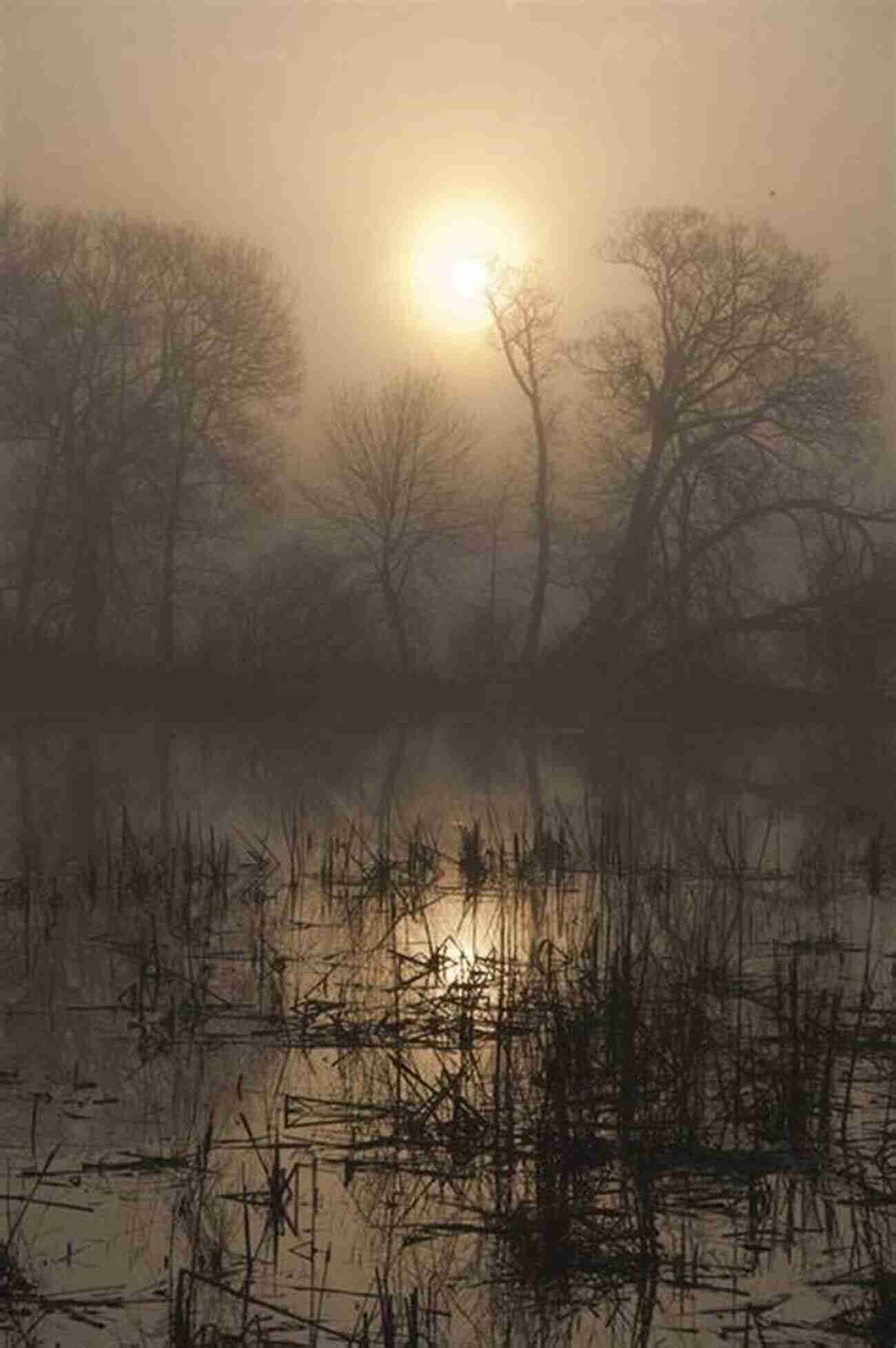 The Dark Marsh Image Of An Eerie Marsh Covered With Fog Death In The Marsh Tom Harris