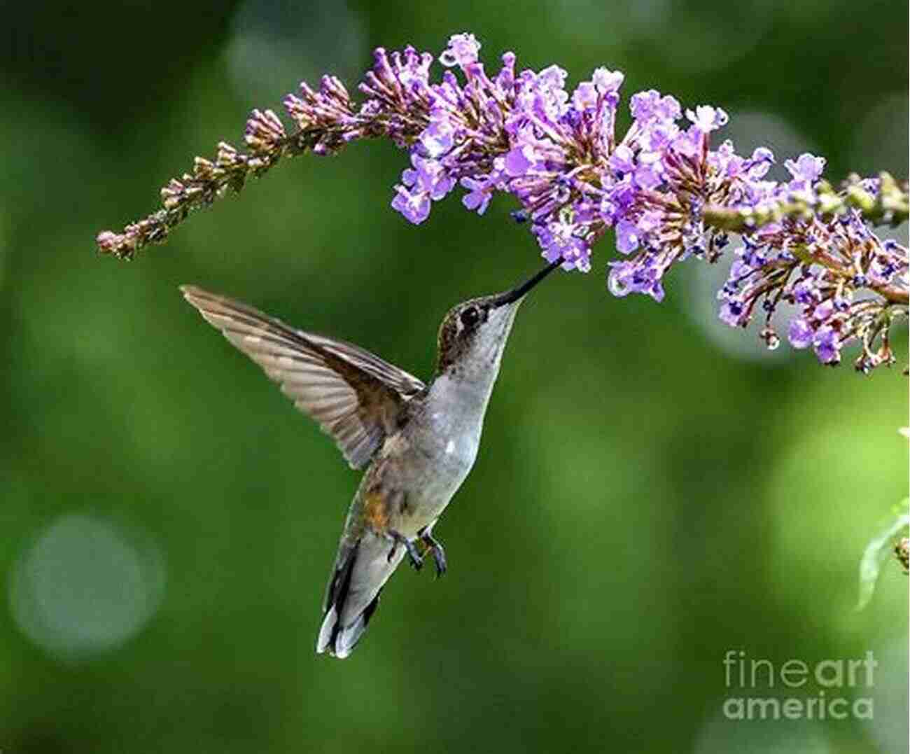 The Enchanting Ruby Throated Hummingbird AVITOPIA Birds Of Canada