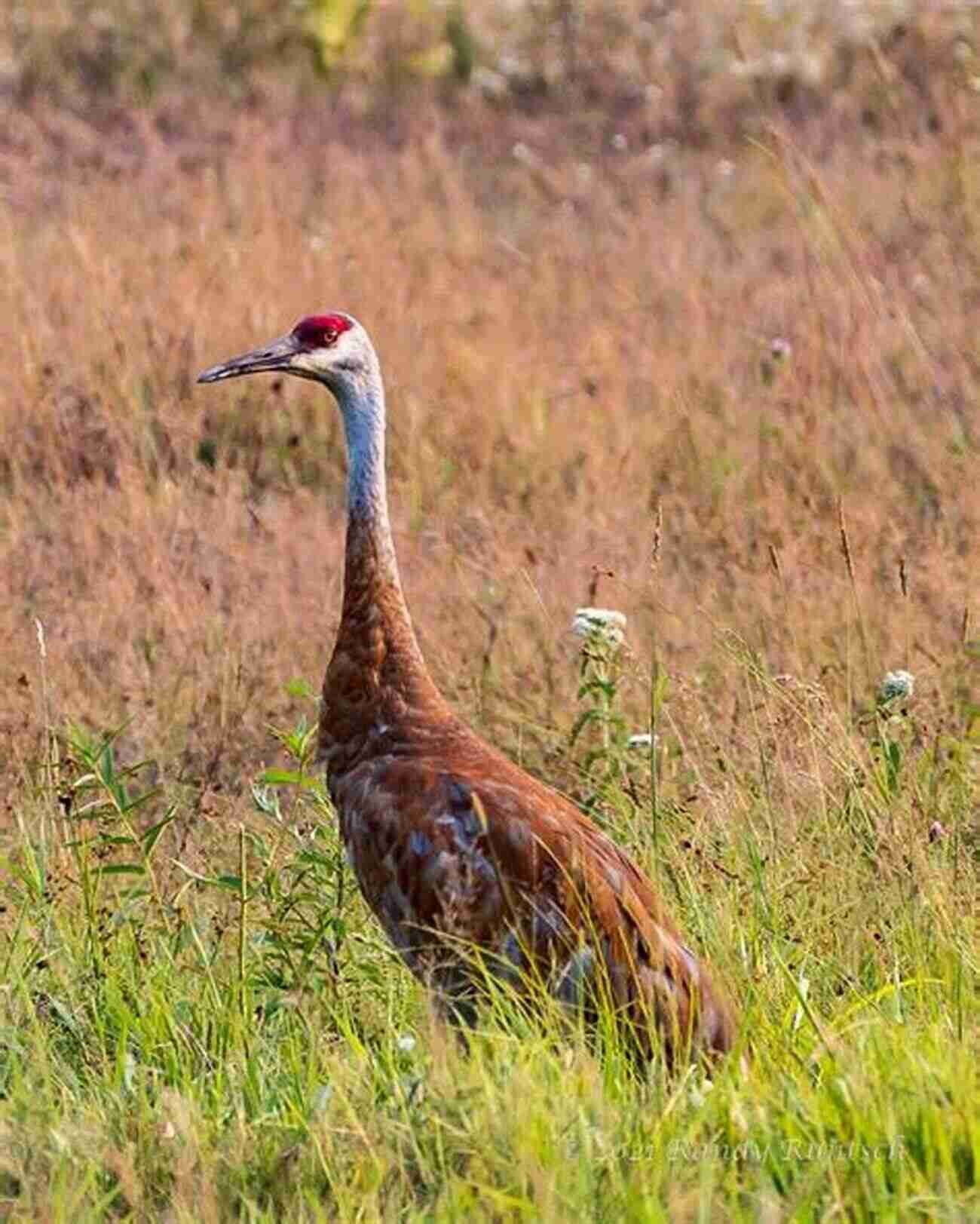 The Graceful Sandhill Crane AVITOPIA Birds Of Canada