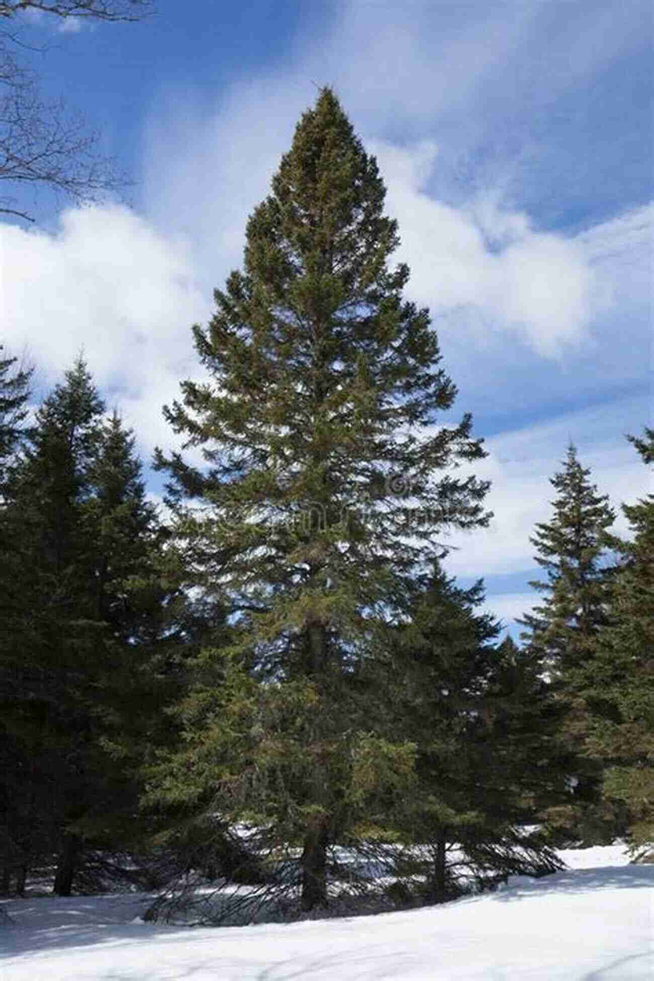 The Maine Woods Majestic Pine Trees Reaching For The Skies The Maine Woods (The Literary Naturalist Series)