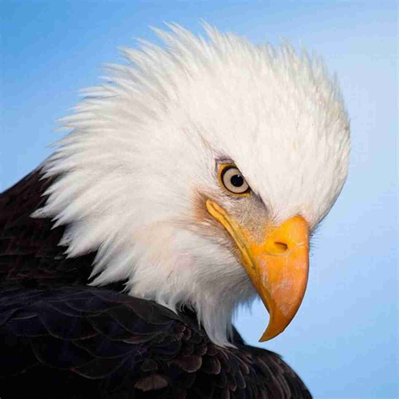 The Majestic Bald Eagle AVITOPIA Birds Of Canada