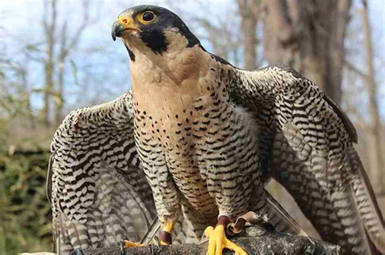 The Mighty Peregrine Falcon AVITOPIA Birds Of Canada