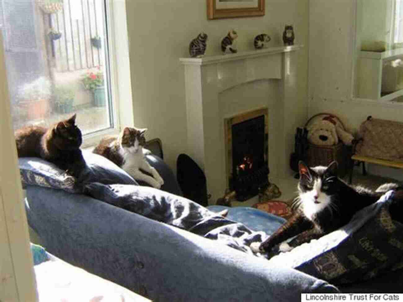 The Old Cats Retirement Home: Daisy's Heartwarming Tale The Old Cats Retirement Home: Daisy S Story