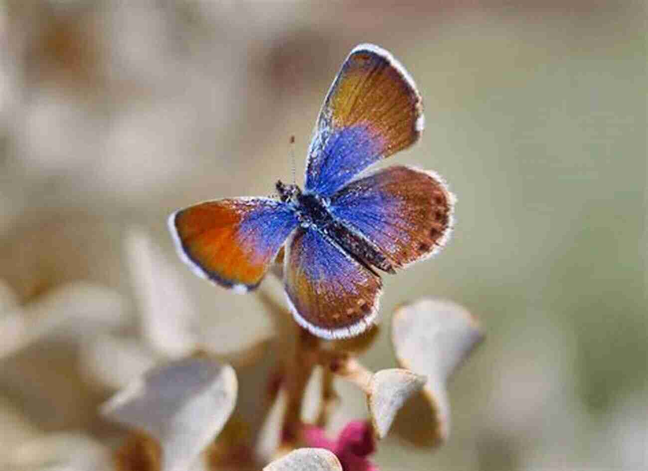 The Pygmy Blue A Delicate Beauty The Little Guide To Butterflies (Little Guides)