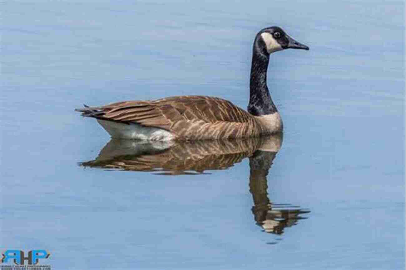 The Regal Canada Goose AVITOPIA Birds Of Canada