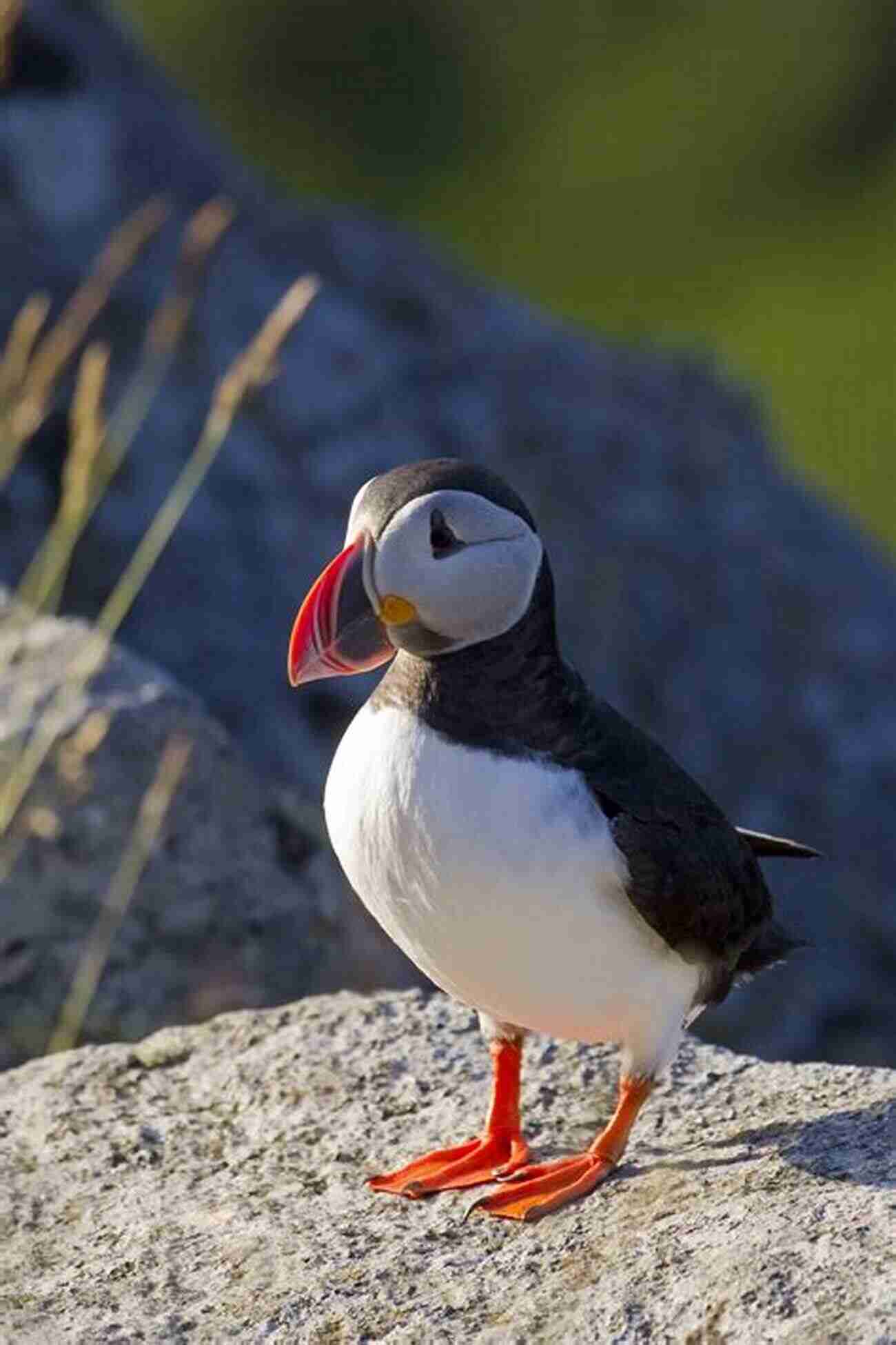 The Splendid Atlantic Puffin AVITOPIA Birds Of Canada