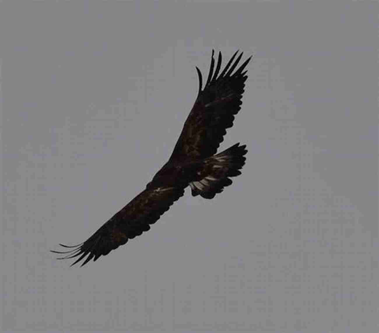 The Powerful Golden Eagle Soaring Through The Ukrainian Skies AVITOPIA Birds Of Ukraine