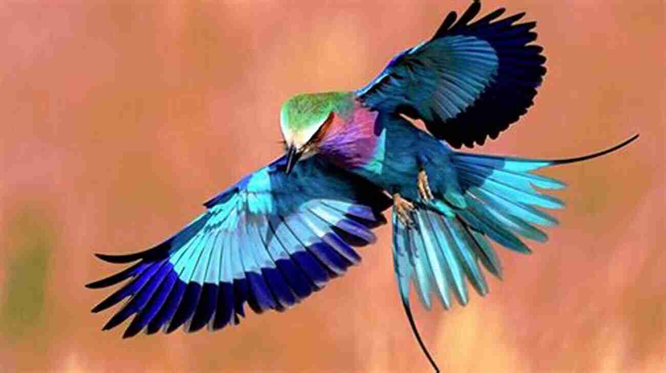 The Vibrant Roller Bird Exhibiting Its Colorful Plumage AVITOPIA Birds Of Ukraine