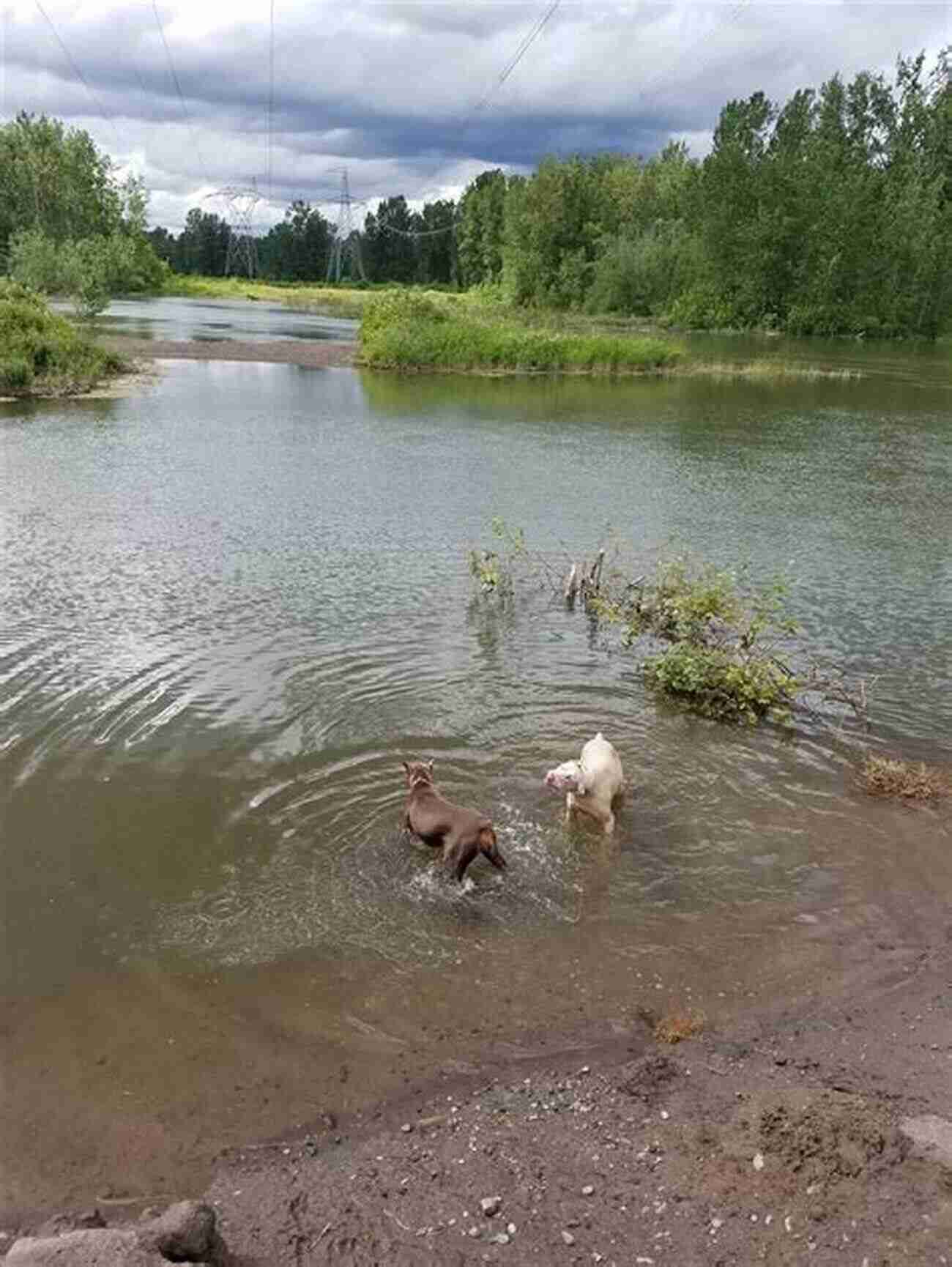 Thousand Acres Dog Park Spacious Fenced Area With Trails And A River For Dogs To Enjoy Portland Oregon The 10 Best Fenced Dog Parks