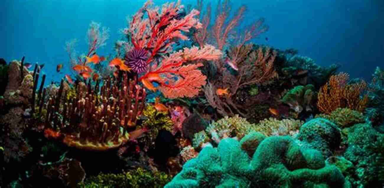 Underwater View Of Vibrant Coral In The Great Barrier Reef Ecotourists Save The World: The Environmental Volunteer S Guide To More Than 300 International Adventures To Conserve Preserve And Rehabilitate Wildlife And Habitats