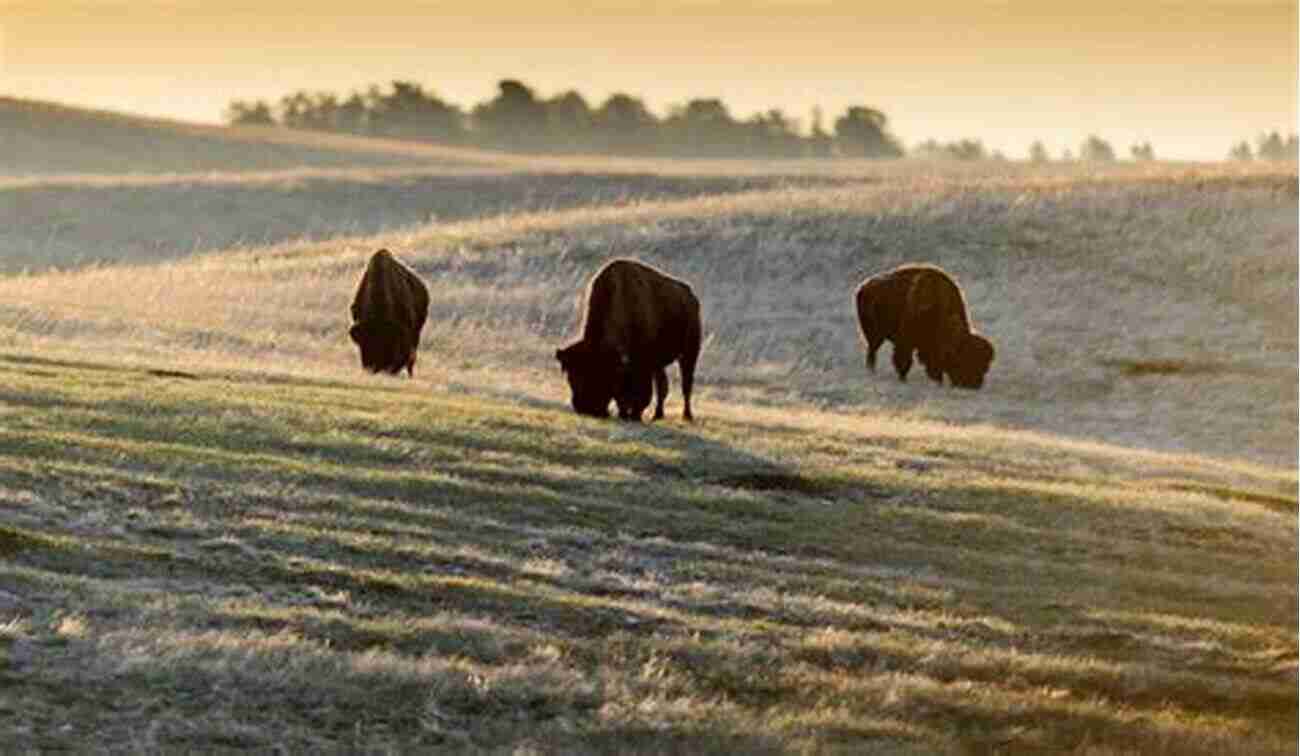 Up Close With Bison – Wildlife Encounters At Wind Cave National Park Wind Cave National Park: The First 100 Years (Images Of America)