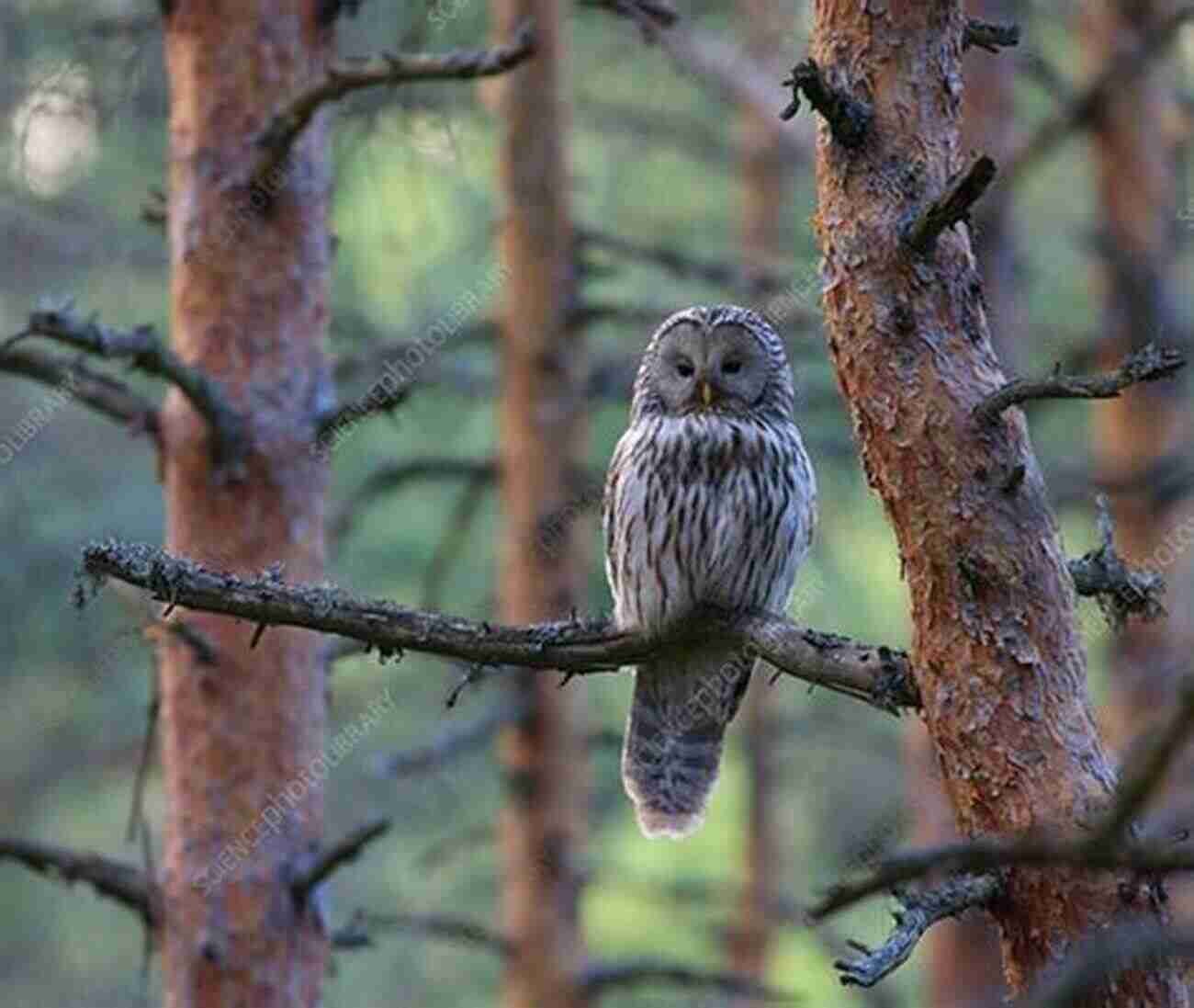 Ural Owl Perched On A Tree Branch In A Dense Forest AVITOPIA Birds Of Estonia