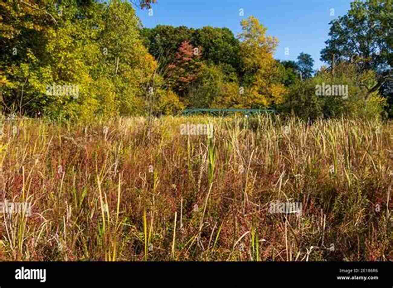 Vibrant Fall Foliage In Michigan Unbelievable Pictures And Facts About Michigan