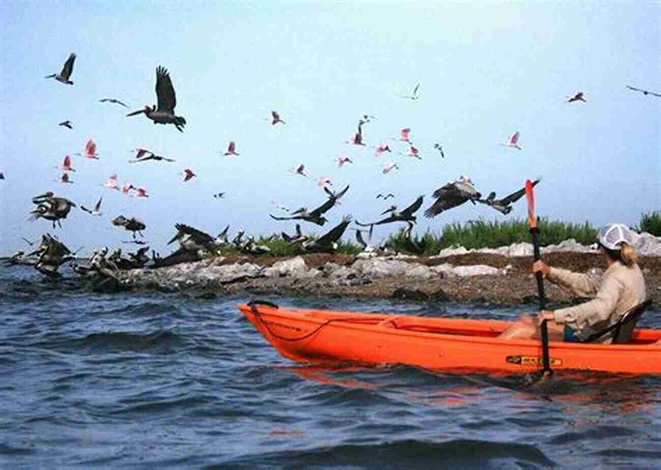 Vibrant Wetlands Rich In Birdlife, Teeming With Colorful Ibises And Herons AVITOPIA Birds Of Argentina