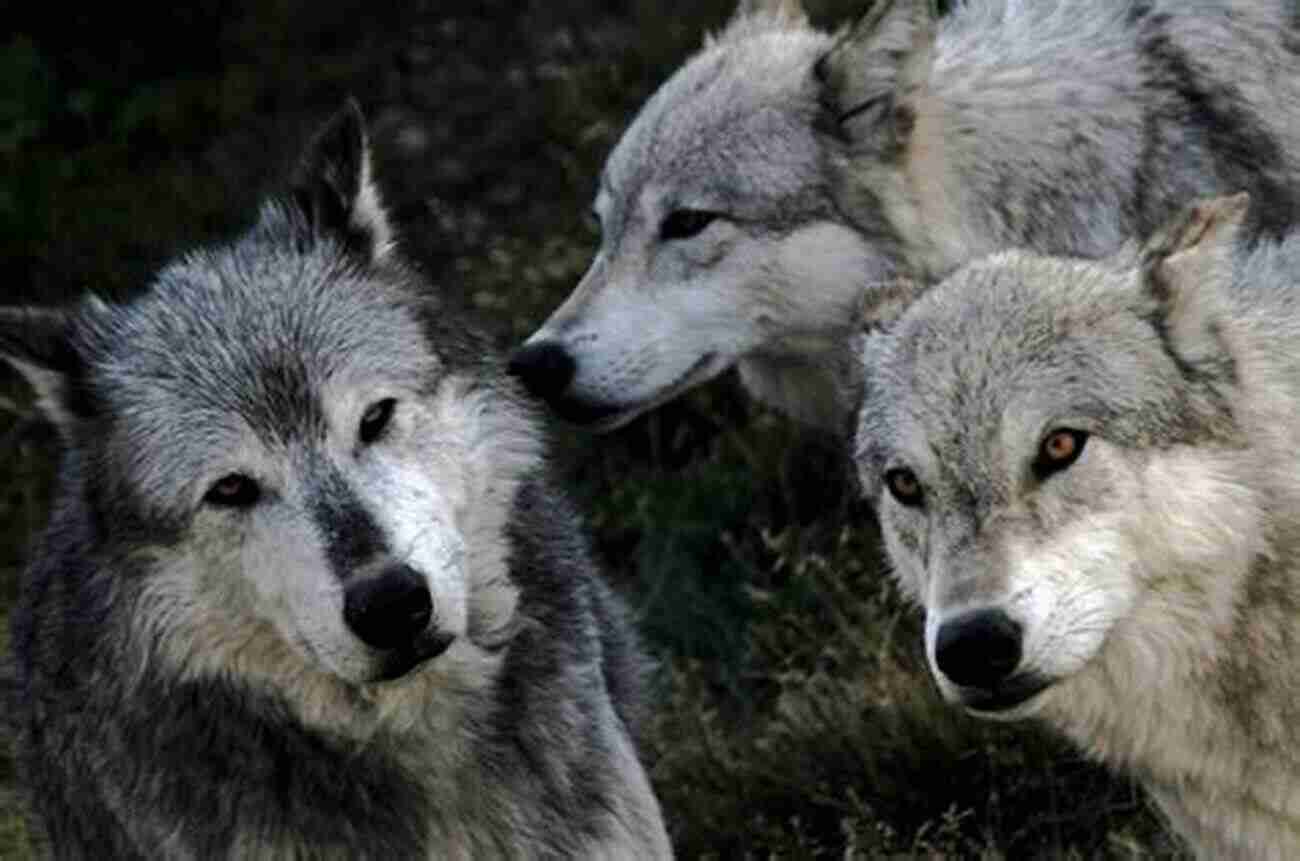 West Yellowstone Wildlife A Photographer's Paradise West Yellowstone (Images Of America)