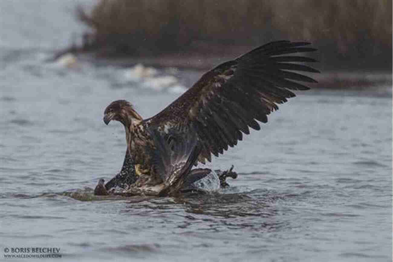 White Tailed Eagle AVITOPIA Birds Of Lithuania