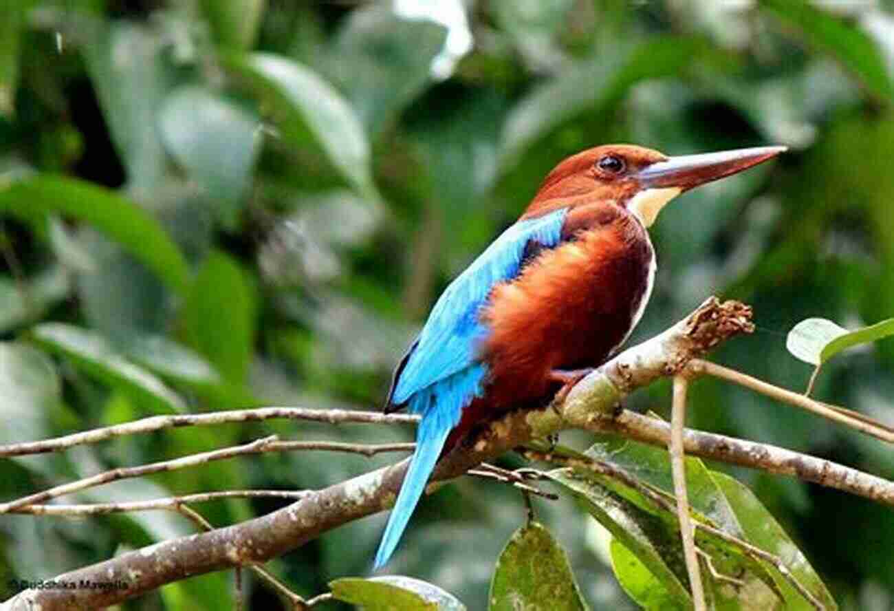 White Throated Kingfisher Halcyon Smyrnensis AVITOPIA Birds Of Pakistan