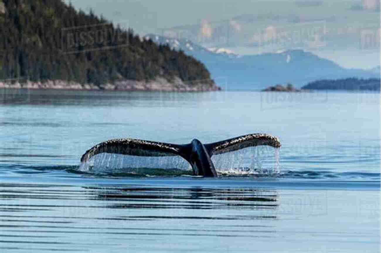 Witness The Breathtaking Displays Of Humpback Whales In Northeastern North America A Practical Guide To The Marine Animals Of Northeastern North America