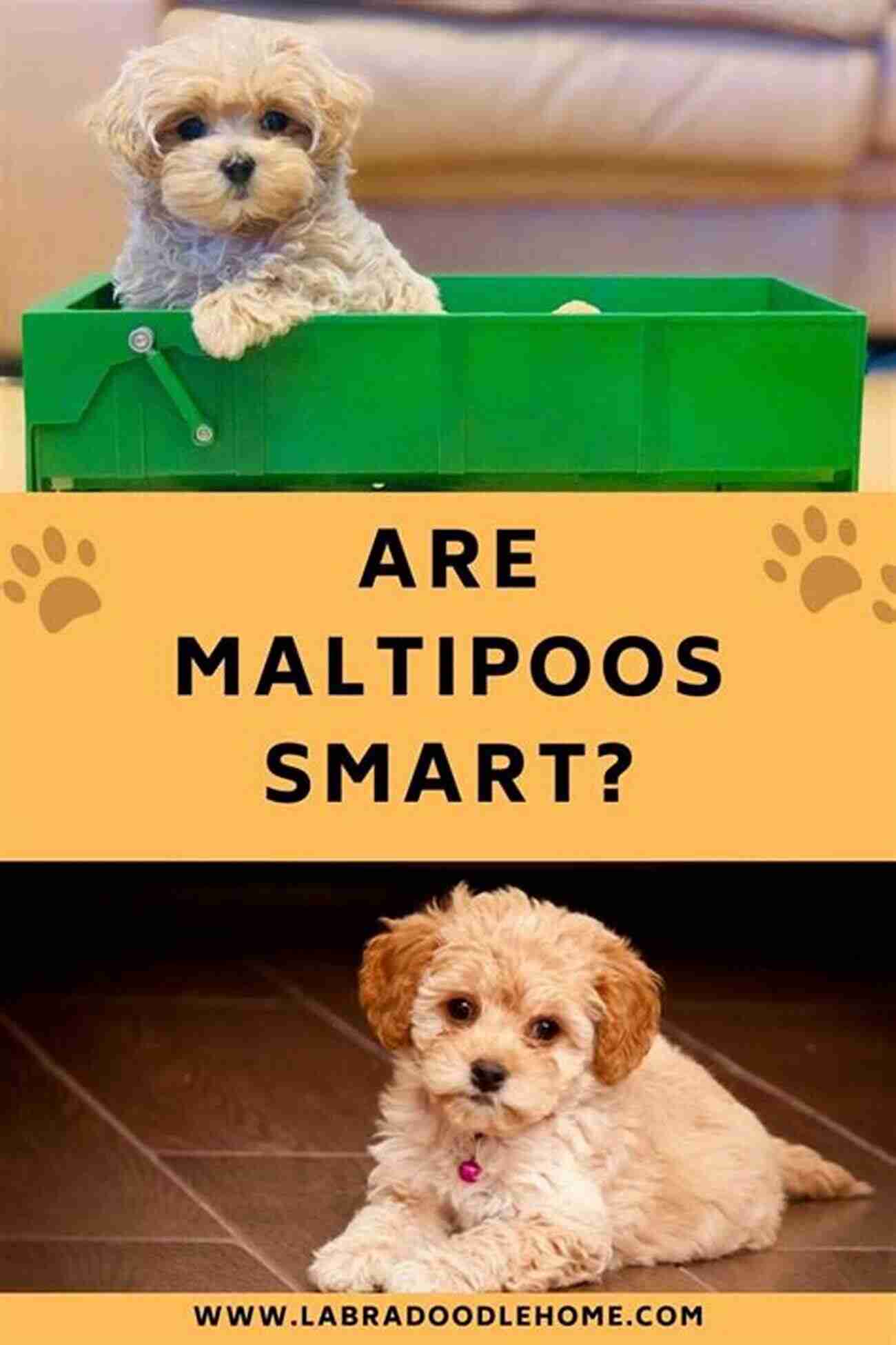 Your Perfect Maltipoo Guide Everything You Need To Know About Maltipoo Puppies And Dogs Maltipoo Bible And Maltipoos: Your Perfect Maltipoo Guide Maltipoo Maltipoos Maltipoo Puppies Maltipoo Dogs Maltipoo Breeders Maltipoo Care Maltipoo Training Health Behavior Grooming More