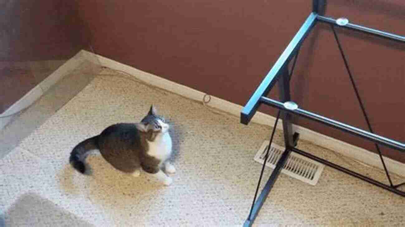 Domestic Cat Jumping On A Table The Behaviour Of The Domestic Cat