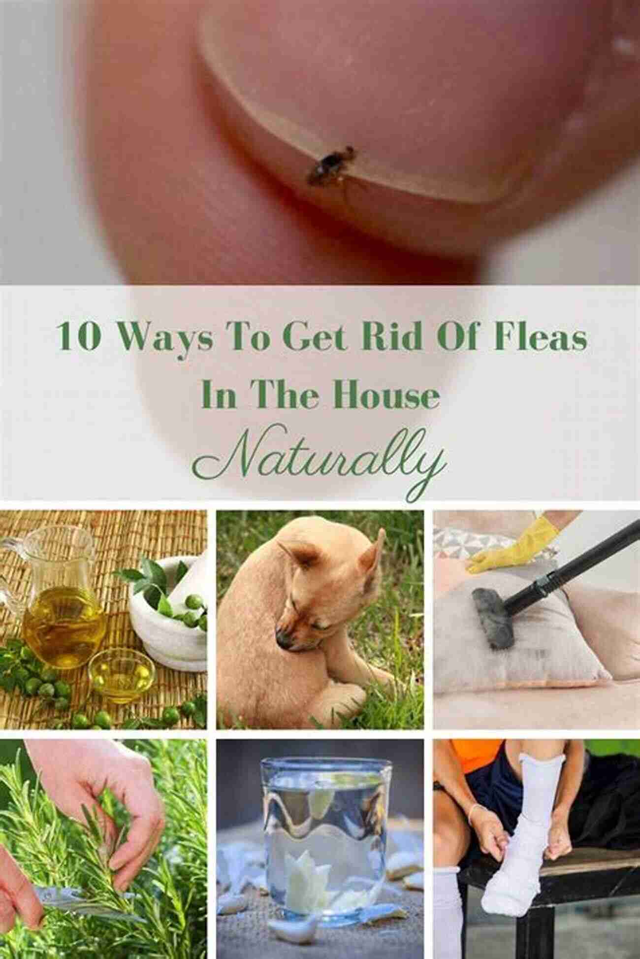 Natural Ways To Get Rid Of Fleas FLEA CONTROL: How To Get Rid Of Fleas Naturally