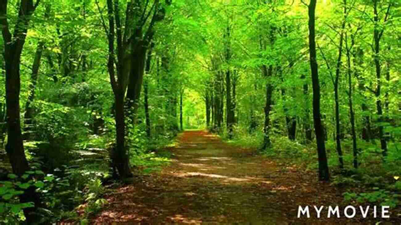 Serene Forest In Missouri Captured By Michel Girouard Missouri: A Geography Michel Girouard