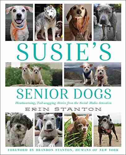 Susie S Senior Dogs Erin Stanton