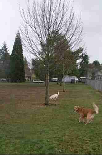 Portland Oregon The 10 Best Fenced Dog Parks